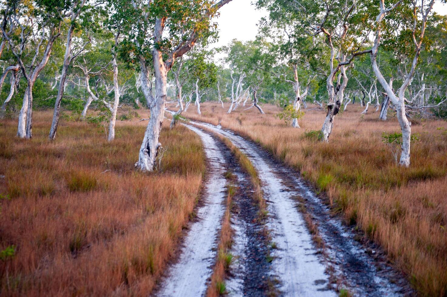 Savanna grassland on Phra Thong Island photo