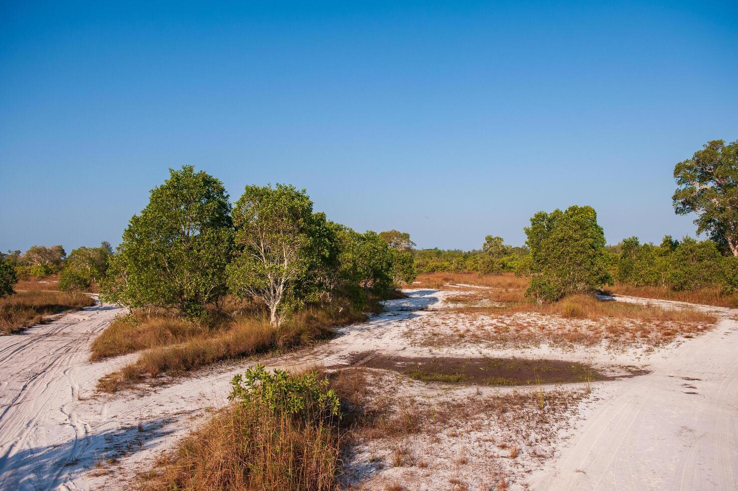 Savanna grassland on Phra Thong Island photo
