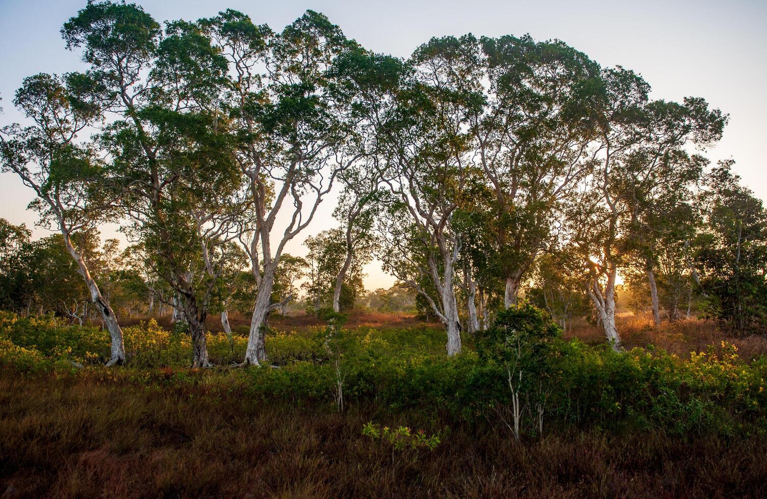 Savanna grassland on Phra Thong Island photo
