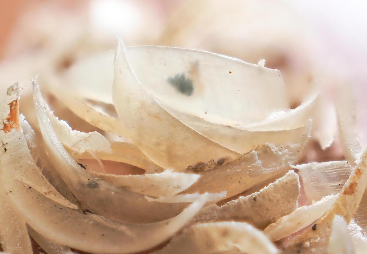 Clipped fingernails and toenails piled up in clumps. photo