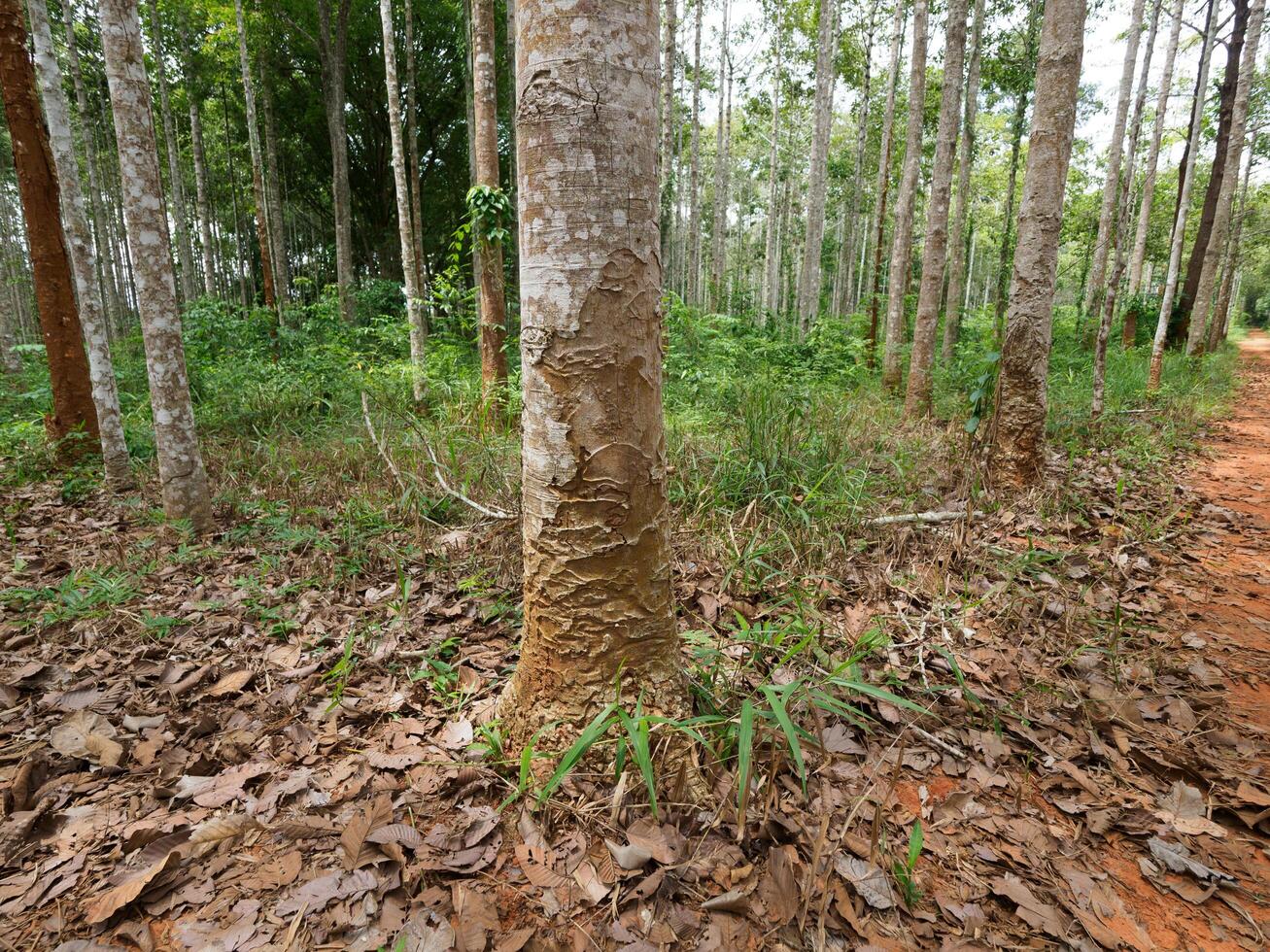 Dipterocarpus alatus roxb tree planting plot photo