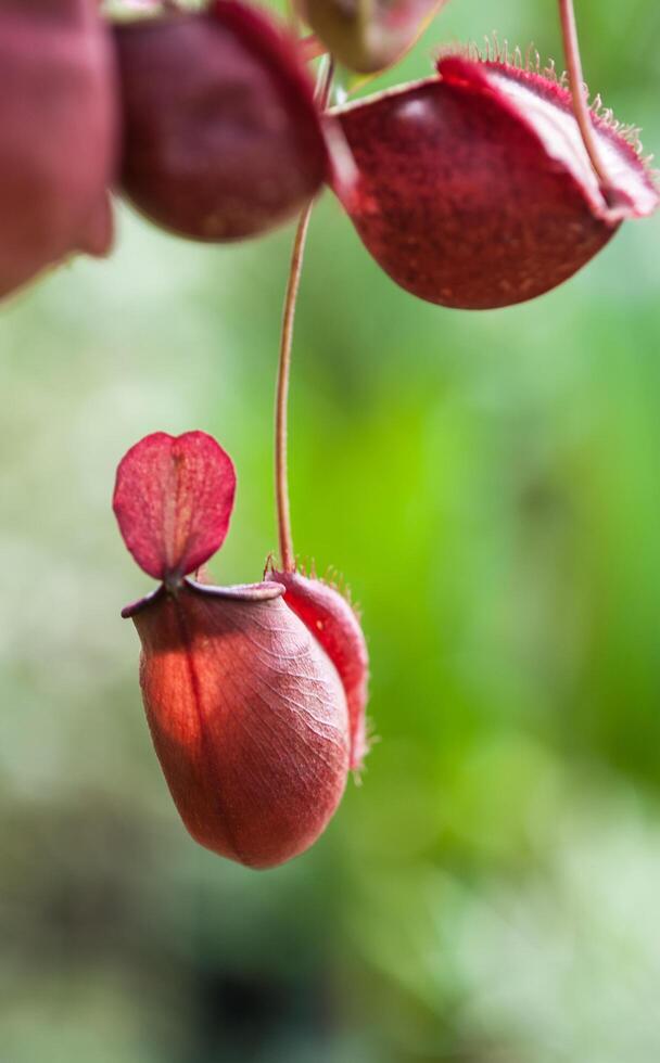 Nepenthes carnivorous plant photo