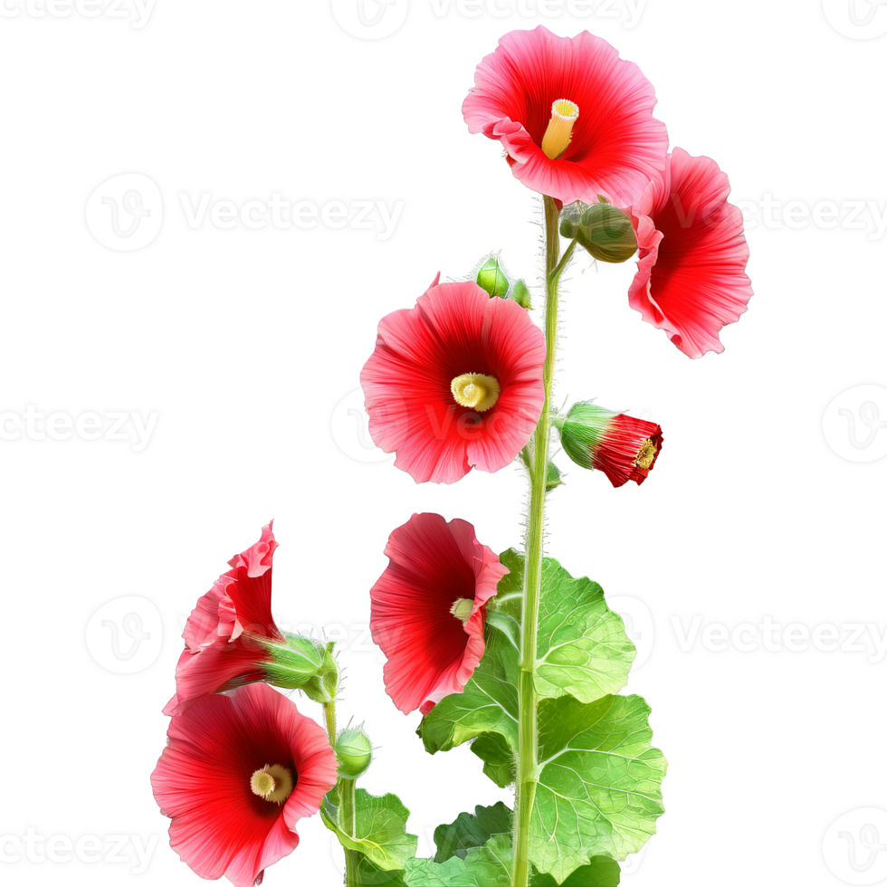 Hollyhock Alcea rosea with tall spires of large ruffled flowers in a range of colors png