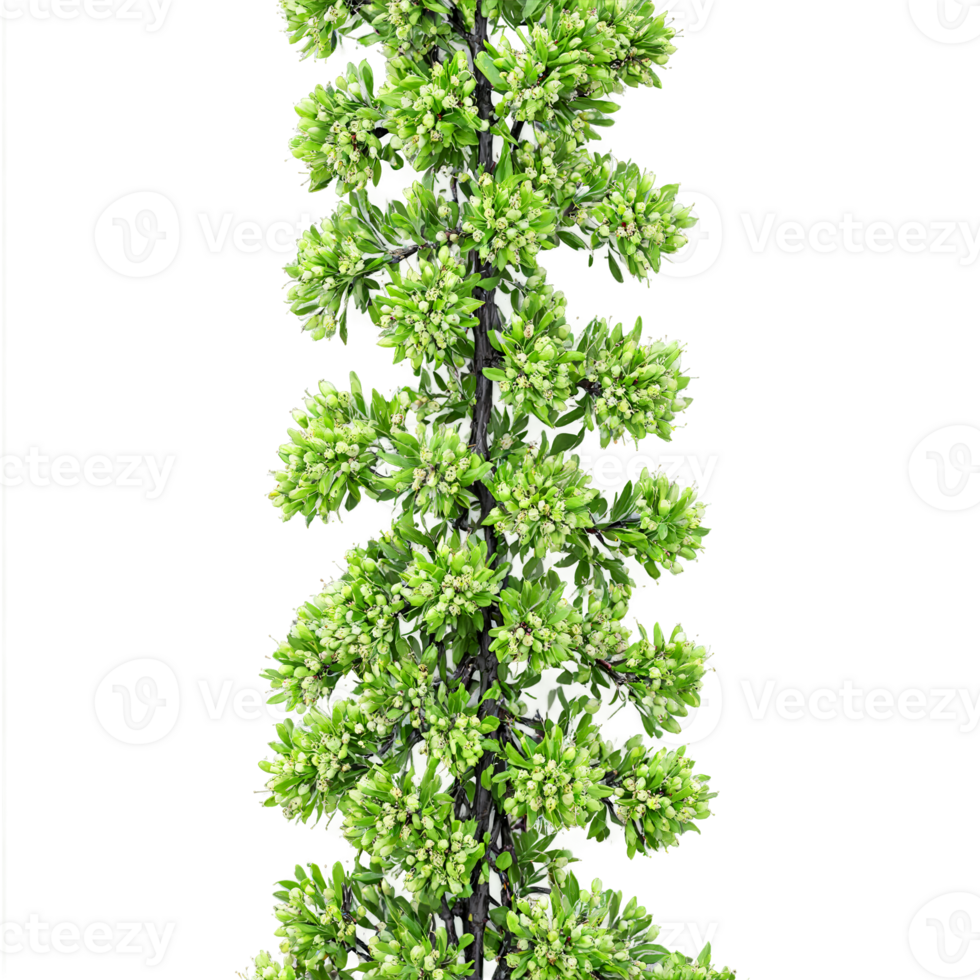 Buckthorn Tree spiny shrub with dark fissured bark and clusters of green flowers and black png