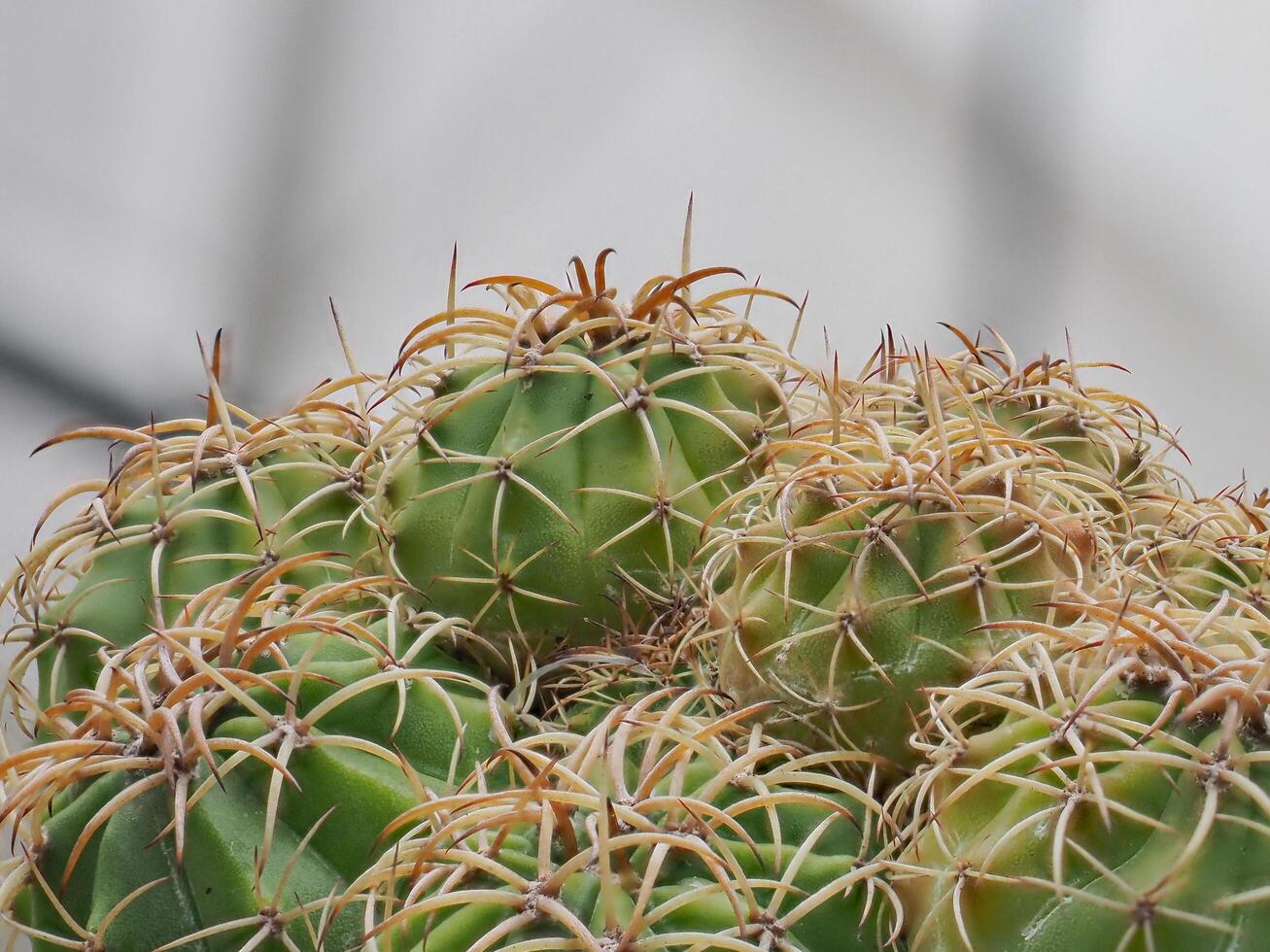 Cactus grown in a pot in a greenhouse photo