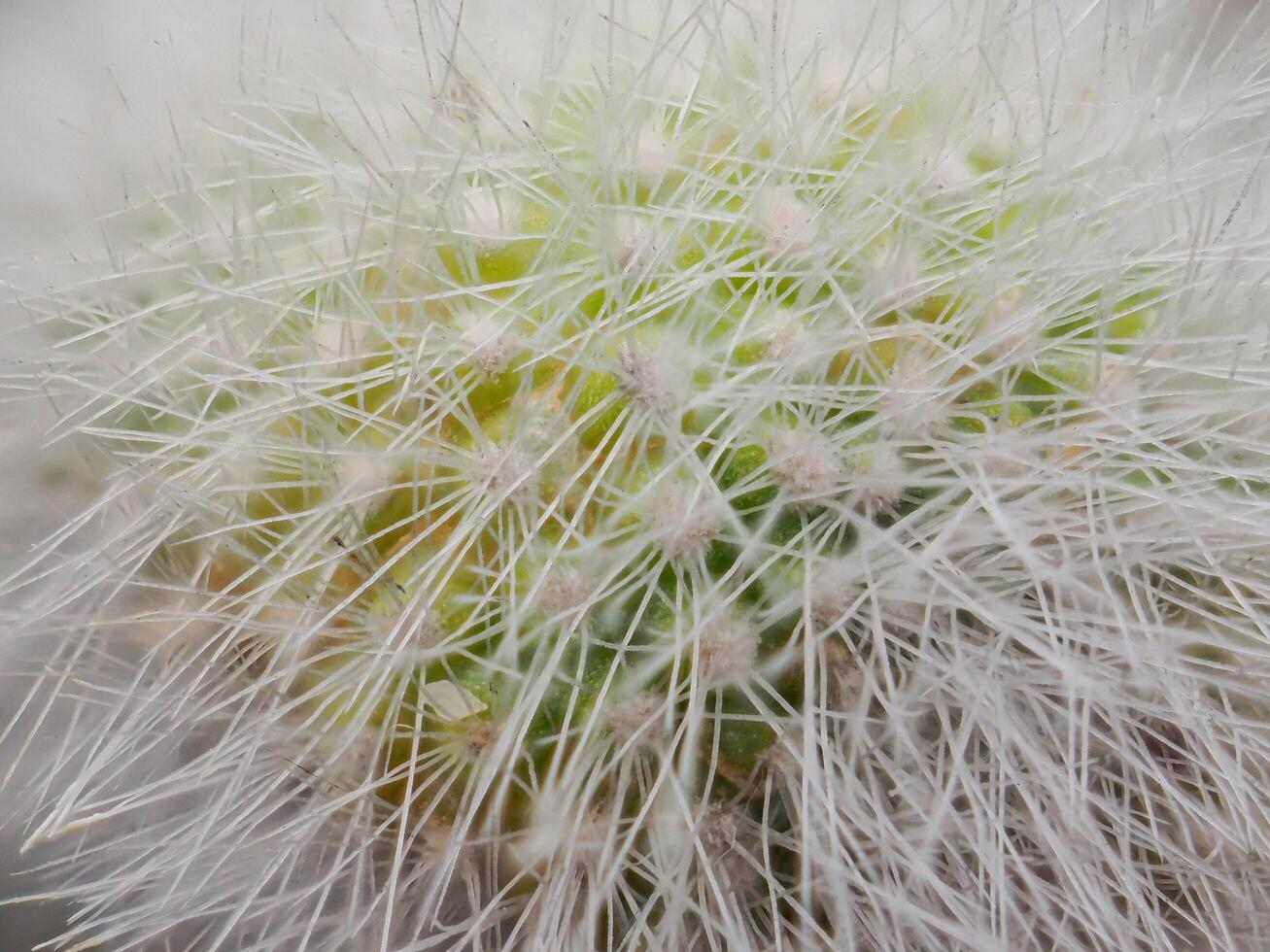 Cactus grown in a pot in a greenhouse photo