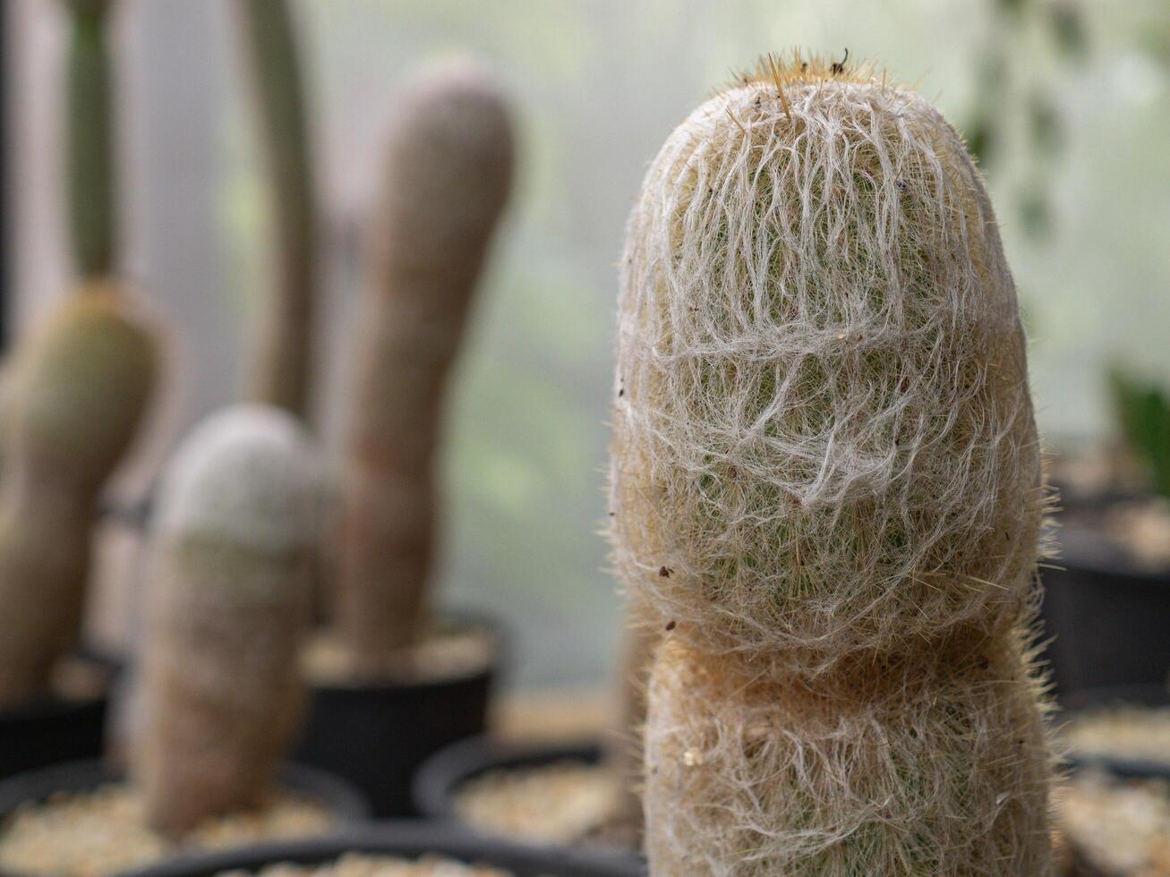 Cactus grown in a pot in a greenhouse photo