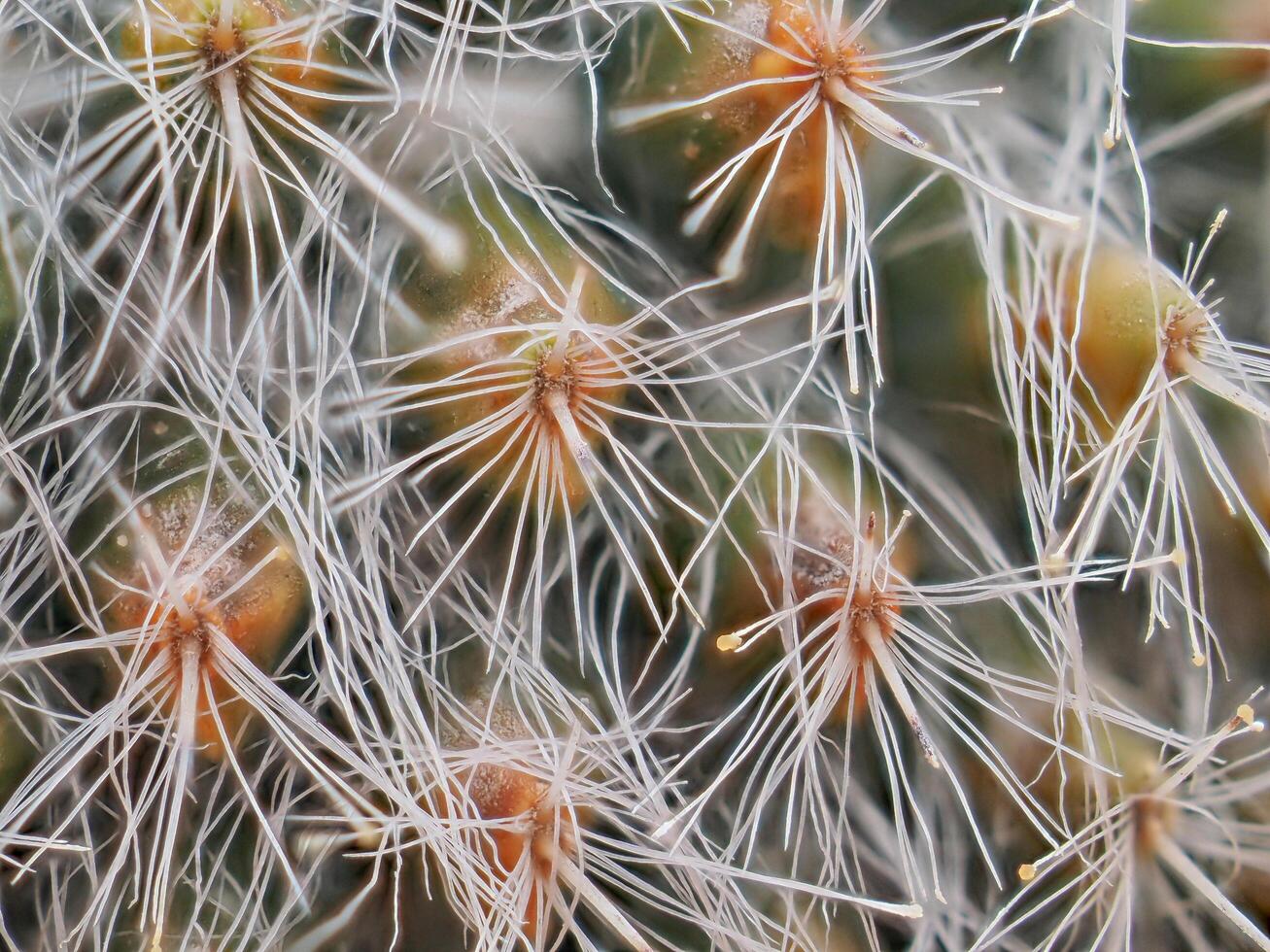 Cactus grown in a pot in a greenhouse photo