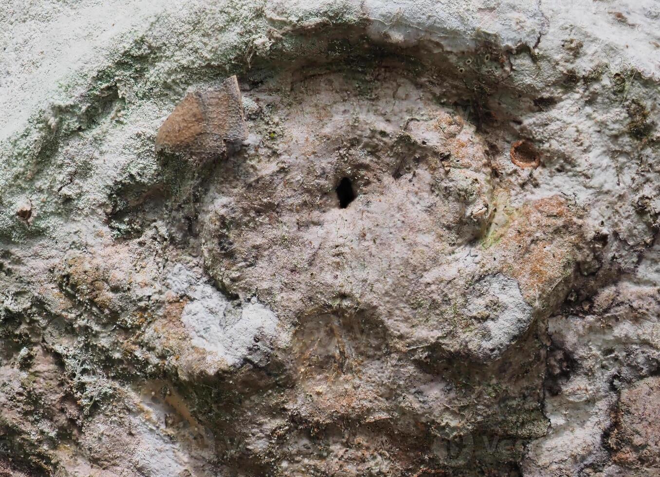 Fresh bark has a natural pattern. photo