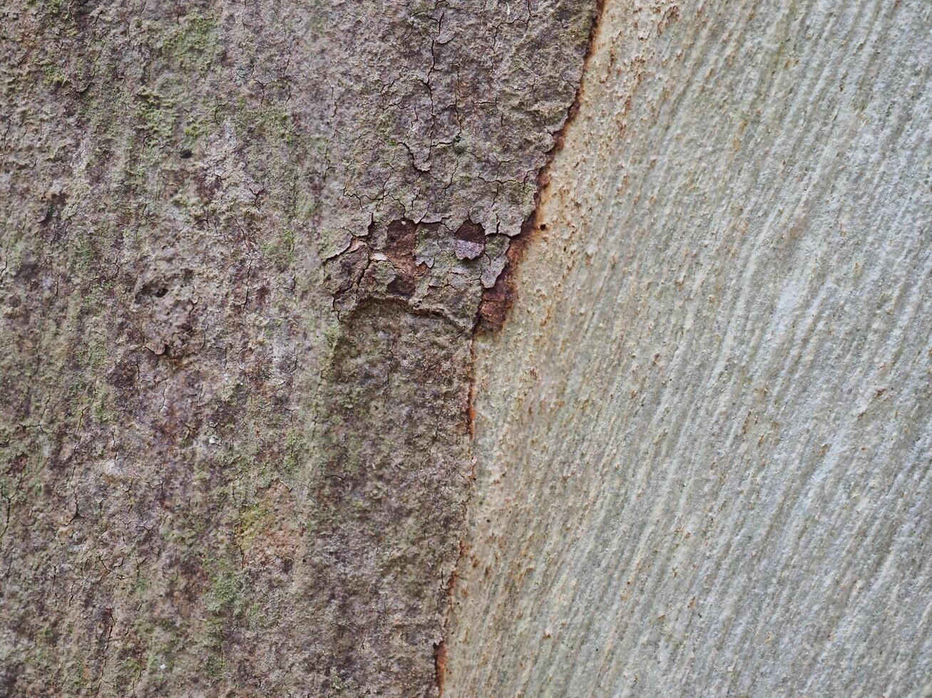 Fresh bark has a natural pattern. photo