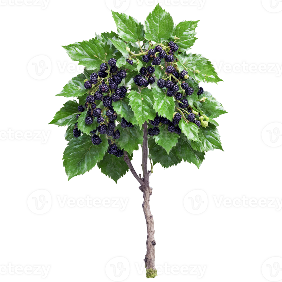 Mulberry Tree large lobed leaves and clusters of dark purple berries Morus nigra png