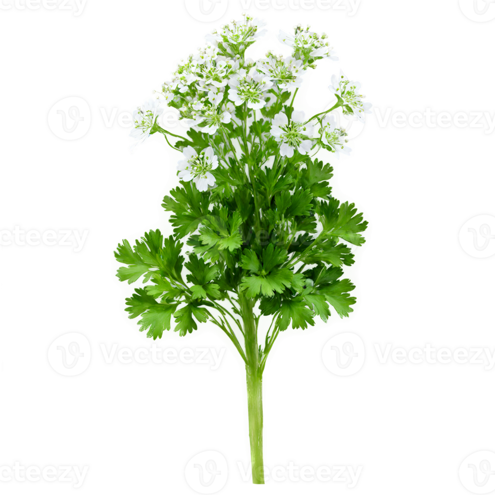 Cilantro Plant delicate green leaves and small white flowers Coriandrum sativum Final image should png