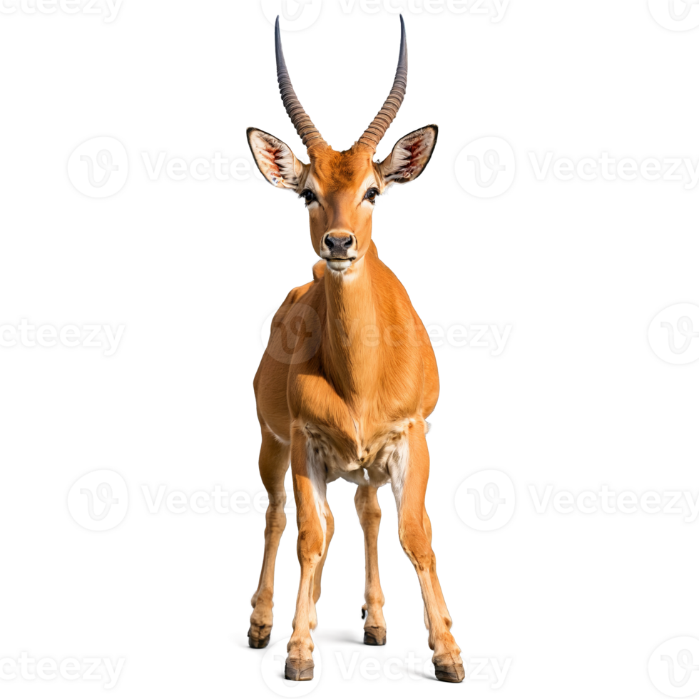Graceful impala Aepyceros melampus leaping elegantly slender horns tawny coat shining Animal photography png