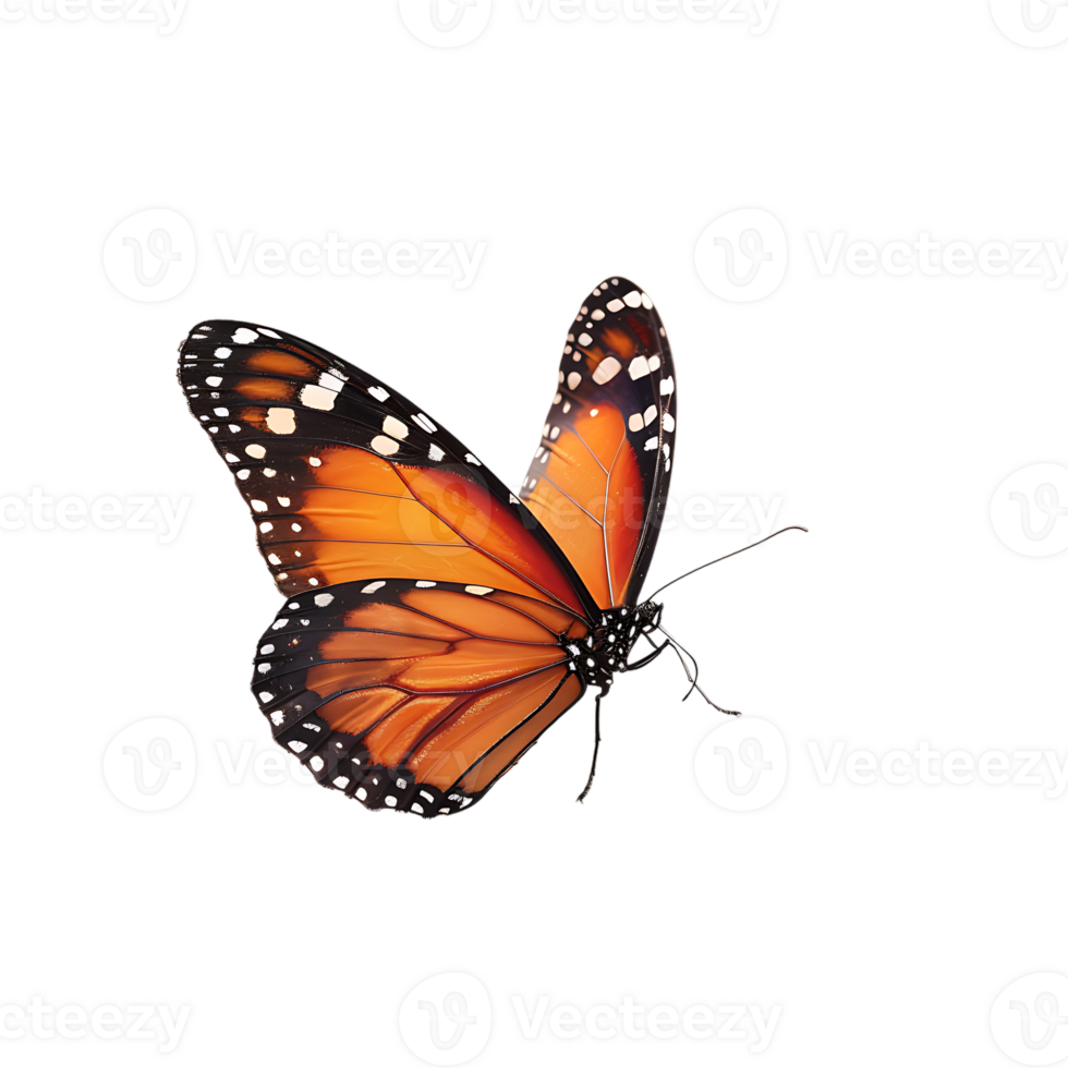 Butterfly in flight isolated against a transparent background png