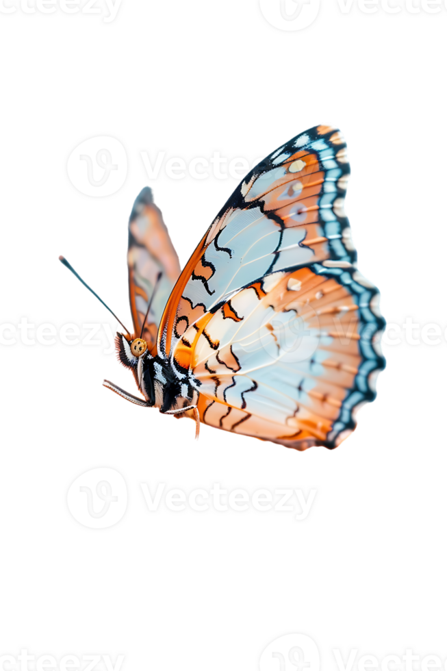 Butterfly in flight isolated against a transparent background png
