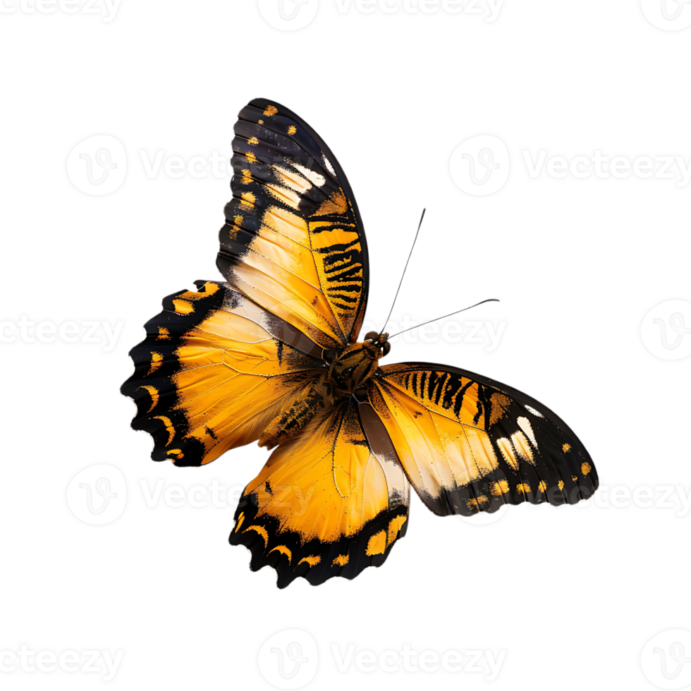 Butterfly in flight isolated against a transparent background png