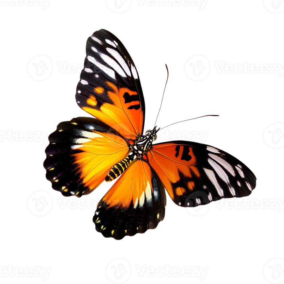 Butterfly in flight isolated against a transparent background png