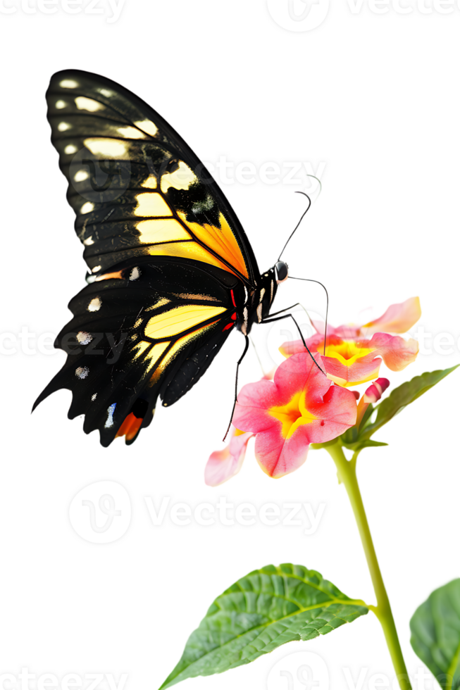 Butterfly on a flower isolated against a transparent background png