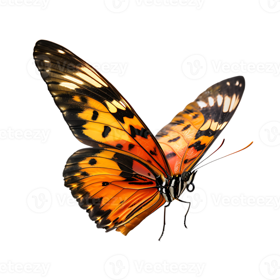 Butterfly in flight isolated against a transparent background png