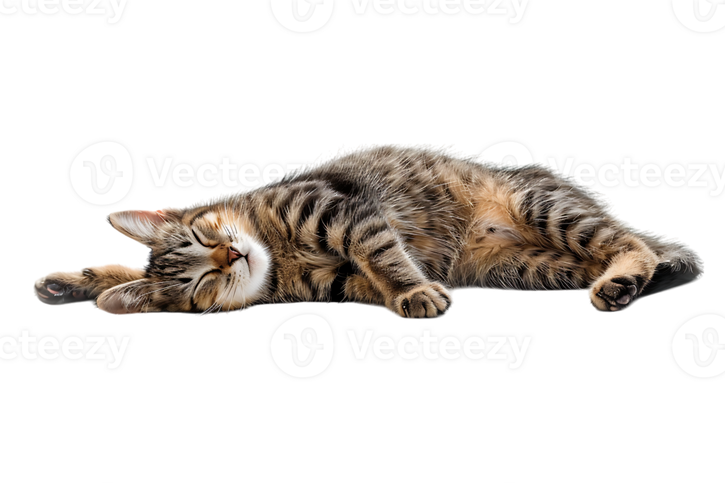 Cat relaxing isolated against a transparent background png