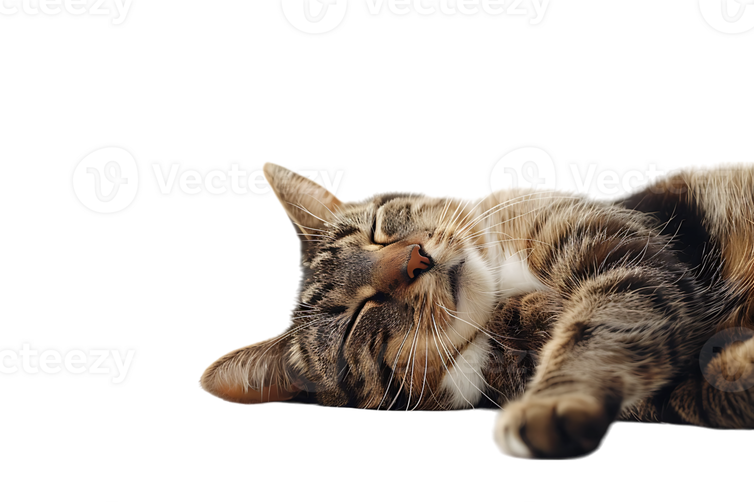 Cat relaxing isolated against a transparent background png