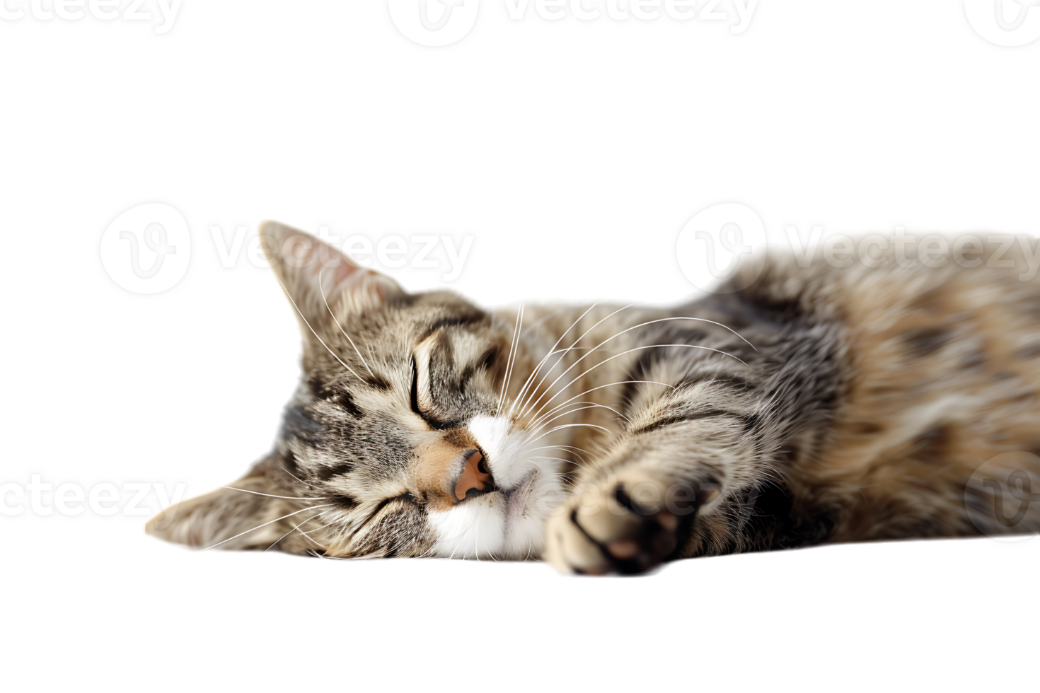 Cat relaxing isolated against a transparent background png