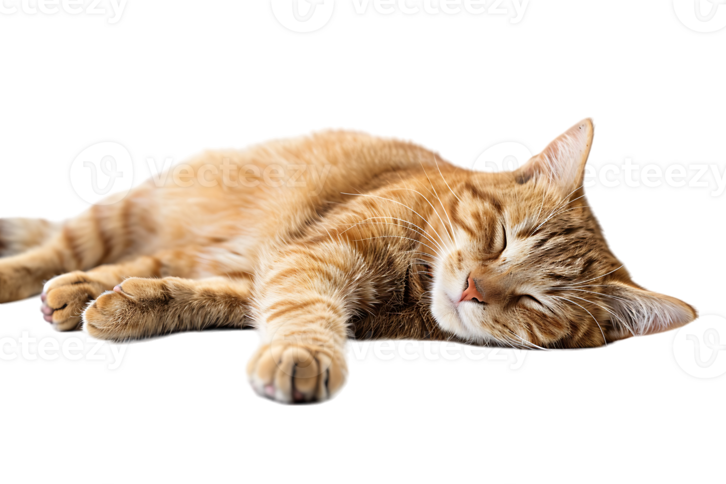 Cat relaxing isolated against a transparent background png