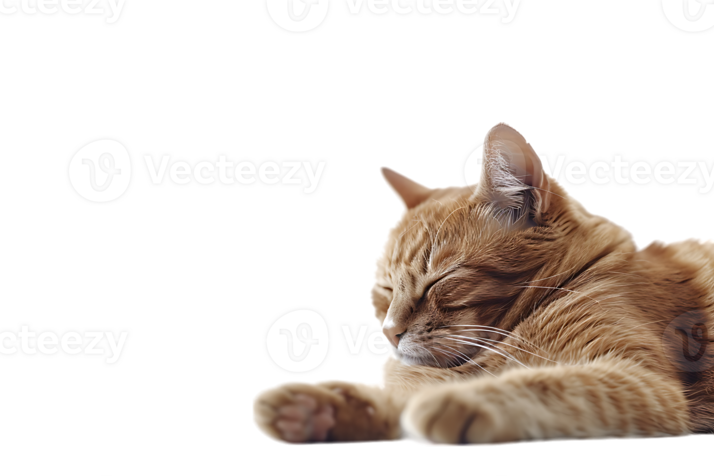Cat relaxing isolated against a transparent background png