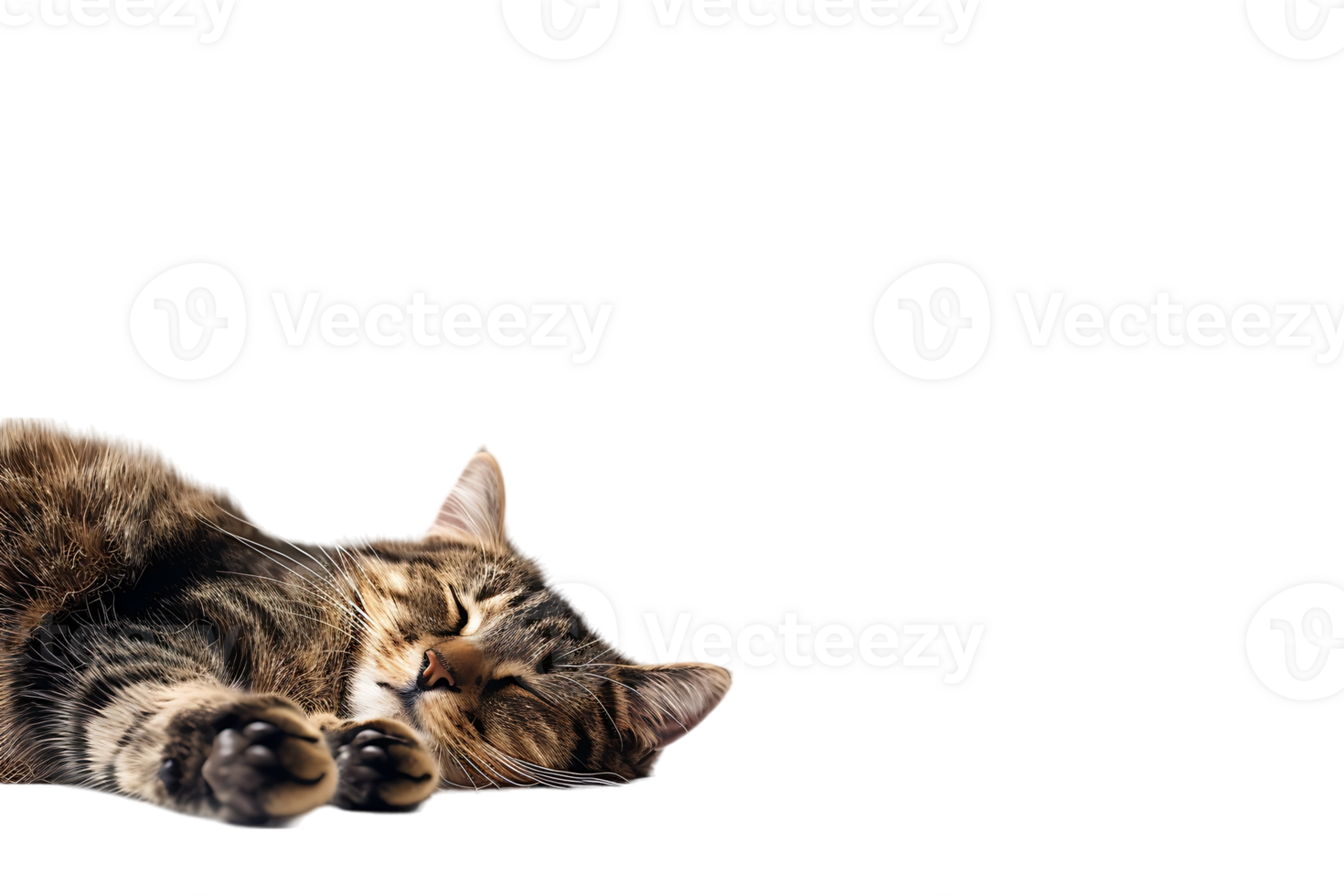 Cat relaxing isolated against a transparent background png