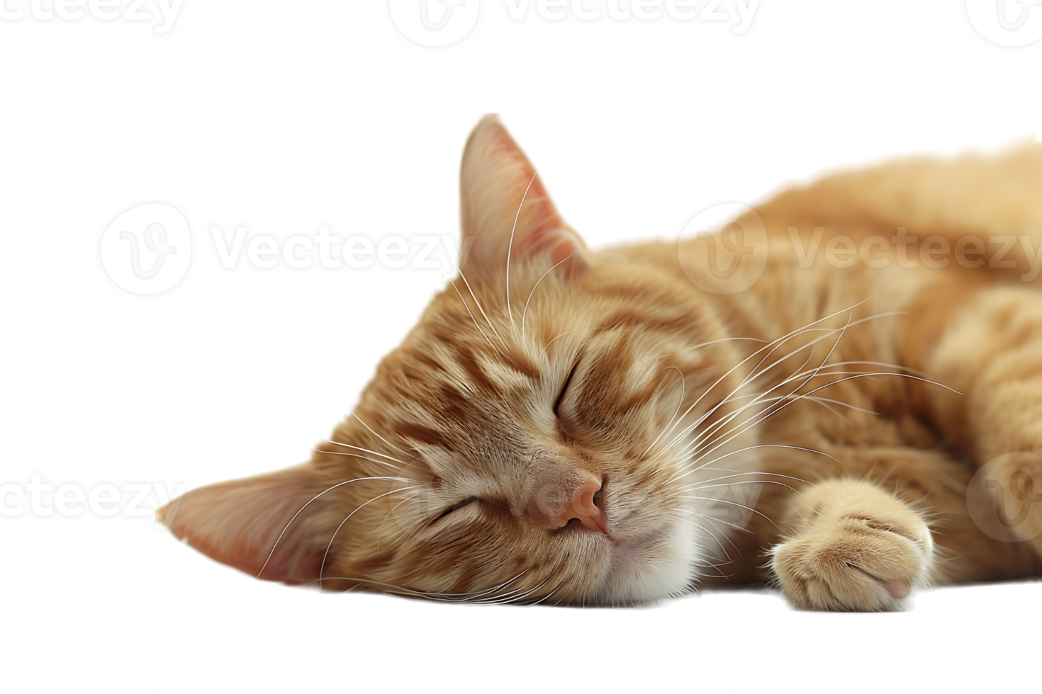 Cat relaxing isolated against a transparent background png