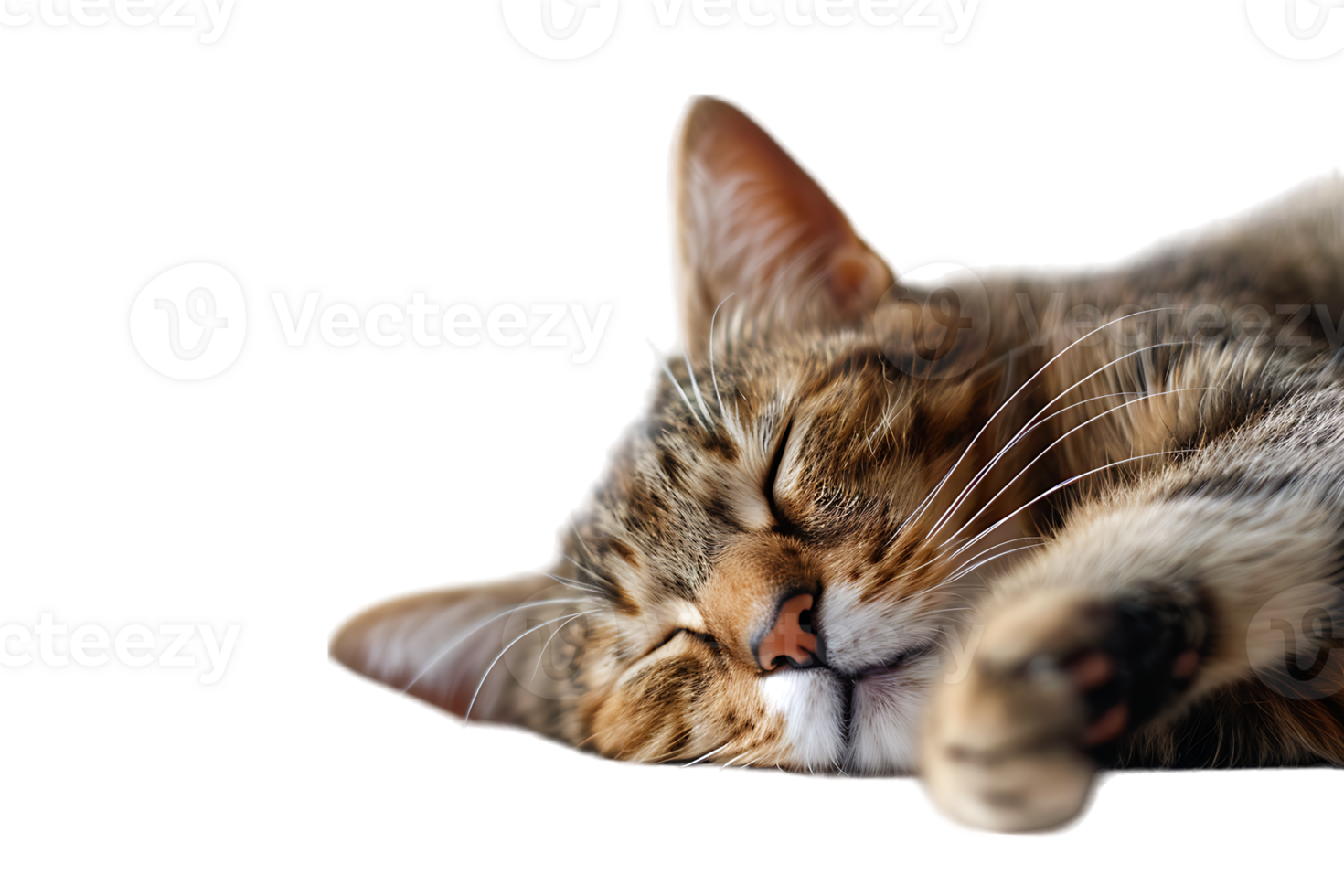 Cat relaxing isolated against a transparent background png