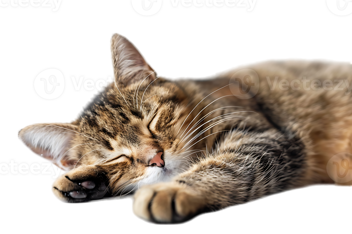 Cat relaxing isolated against a transparent background png