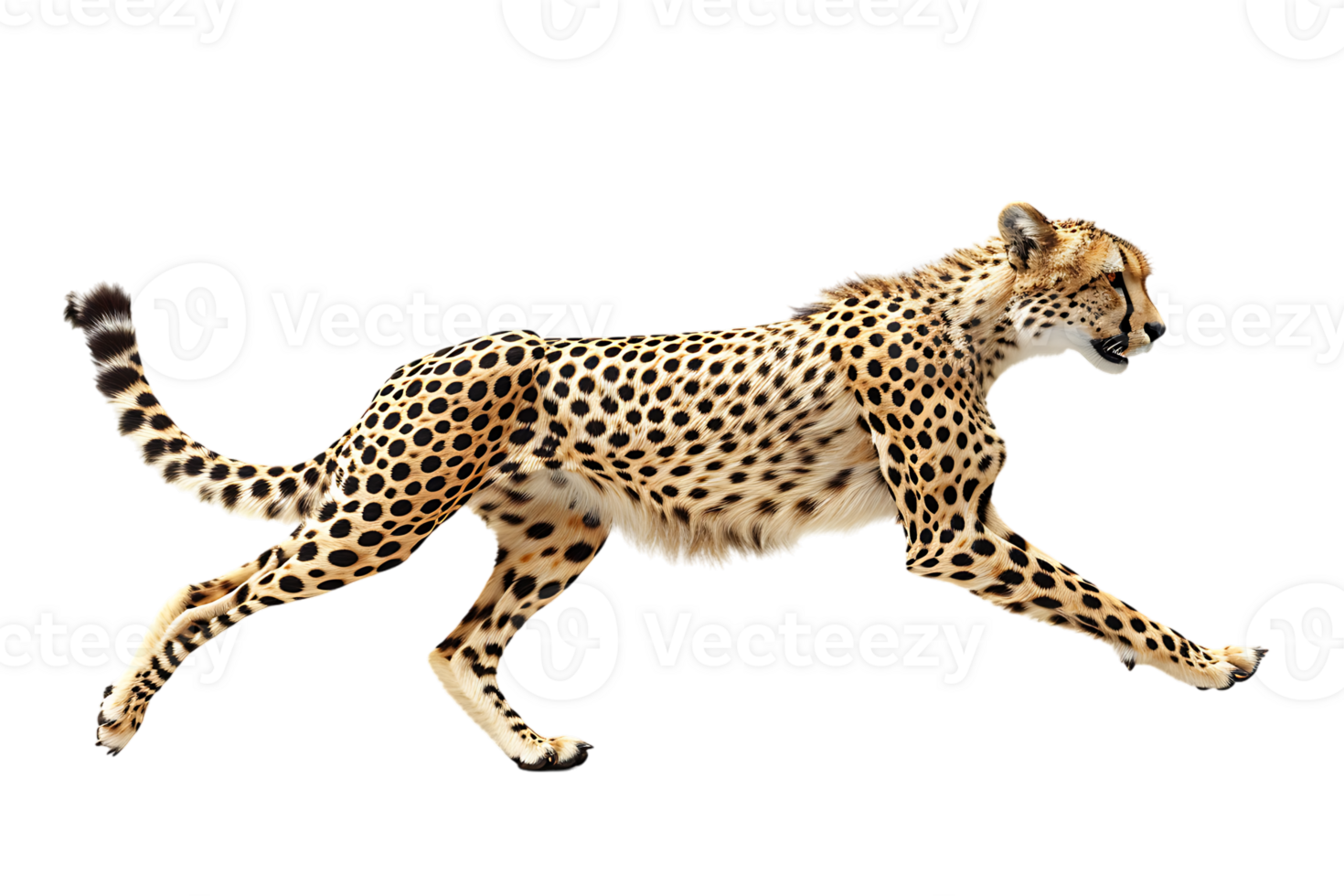 Cheetah running, side view, isolated against a transparent background png