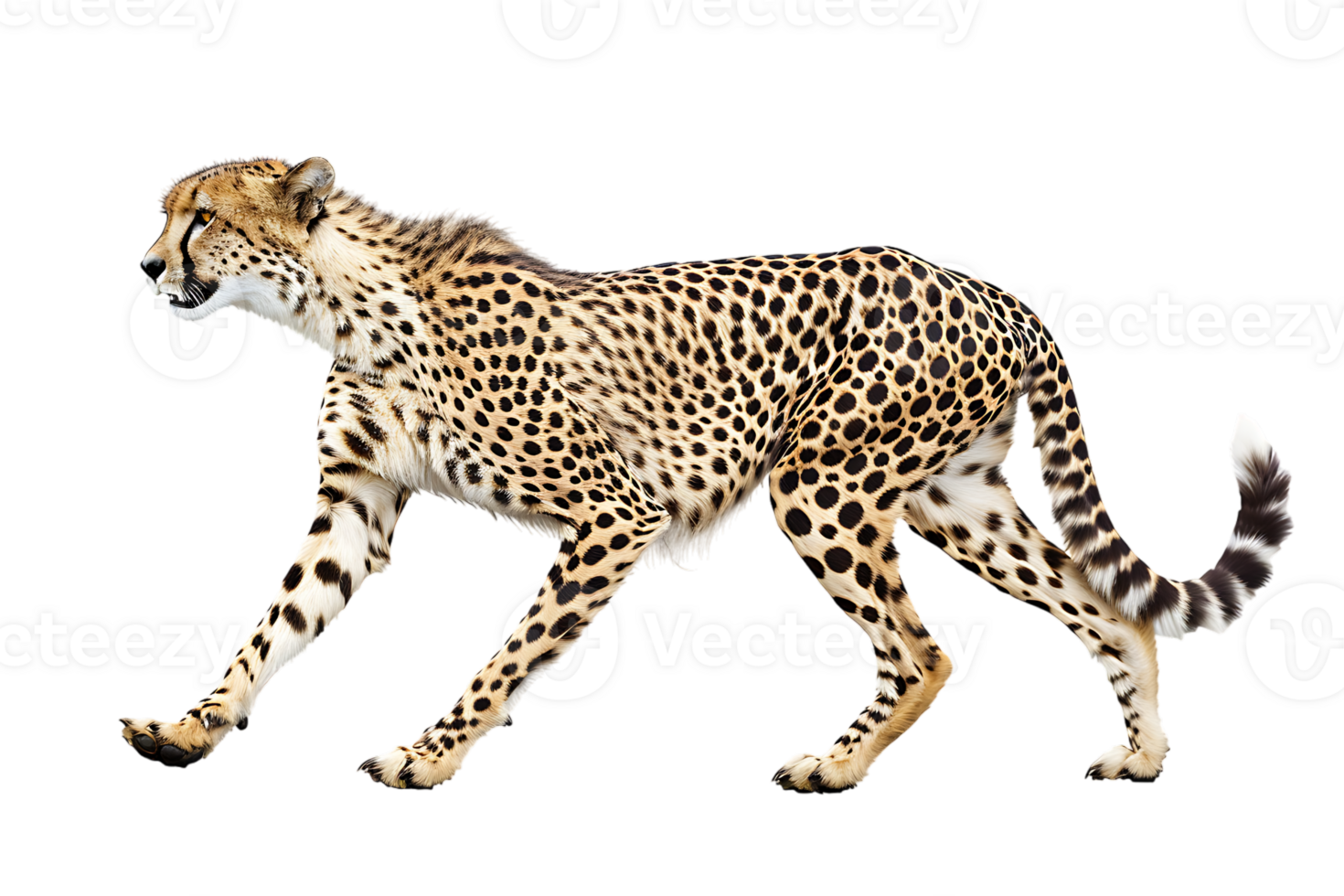 Cheetah running, side view, isolated against a transparent background png