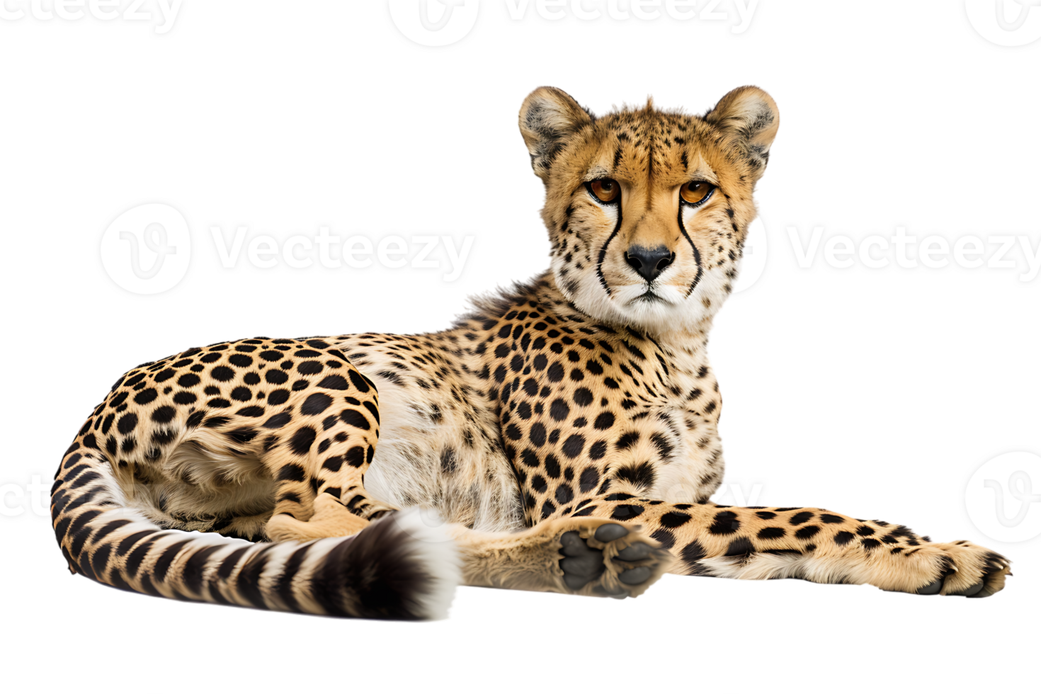 Cheetah lying down, isolated against a transparent background png