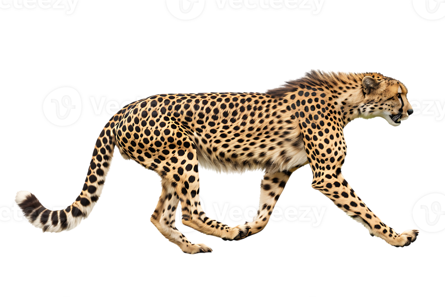 Cheetah running, side view, isolated against a transparent background png