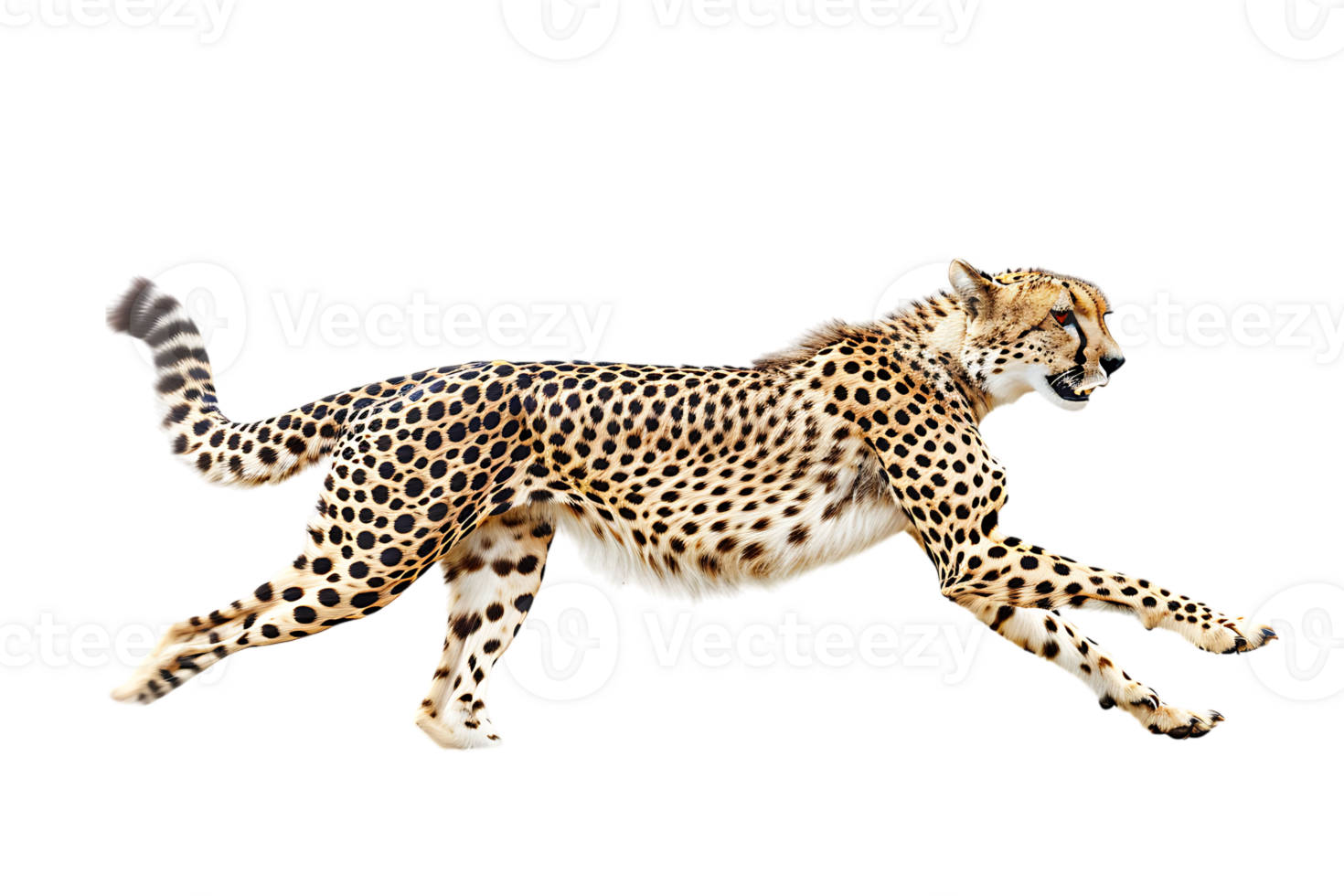 Cheetah running, side view, isolated against a transparent background png
