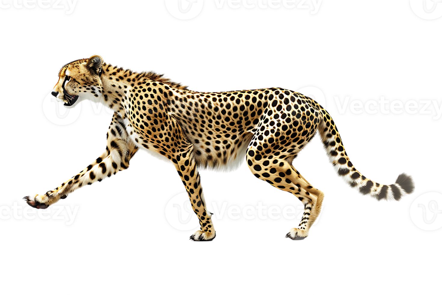 Cheetah running, side view, isolated against a transparent background png