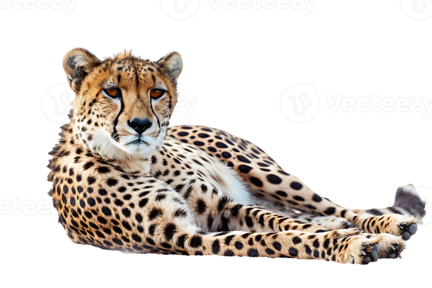 Cheetah lying down, isolated against a transparent background png