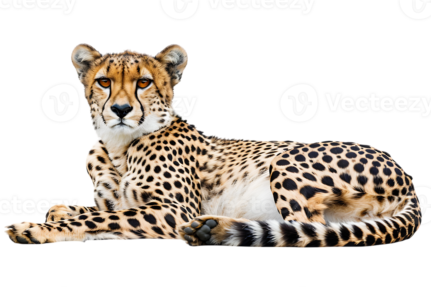 Cheetah lying down, isolated against a transparent background png