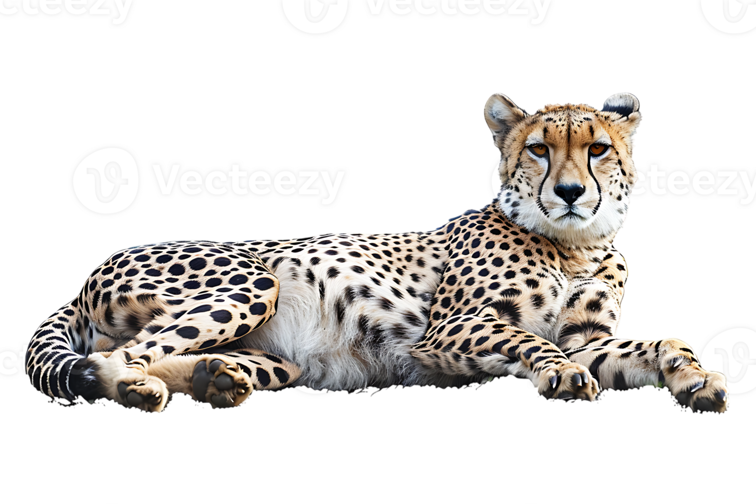 Cheetah lying down, isolated against a transparent background png