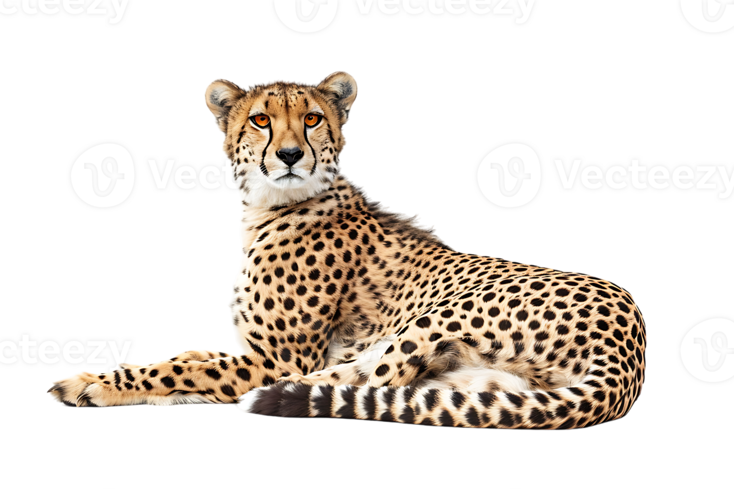 Cheetah lying down, isolated against a transparent background png