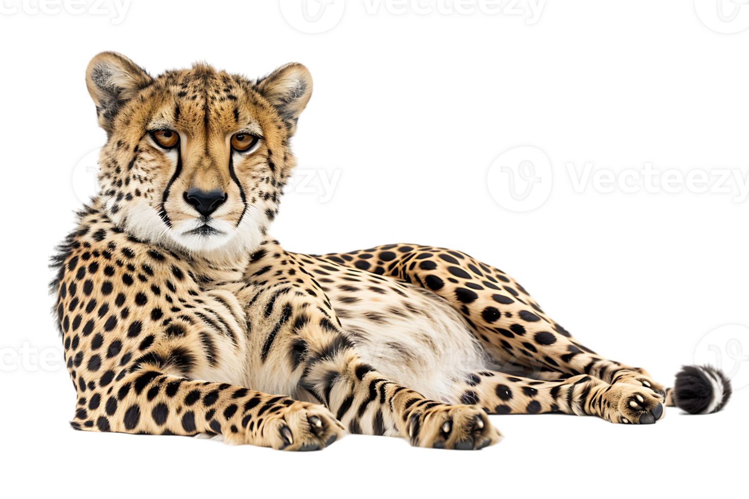 Cheetah lying down, isolated against a transparent background png