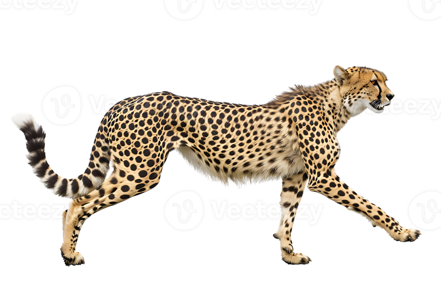 Cheetah running, side view, isolated against a transparent background png