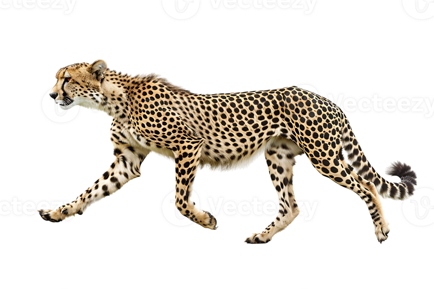 Cheetah running, side view, isolated against a transparent background png