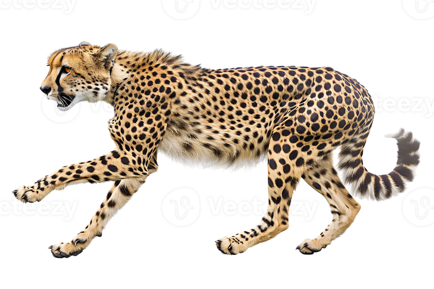 Cheetah running, side view, isolated against a transparent background png
