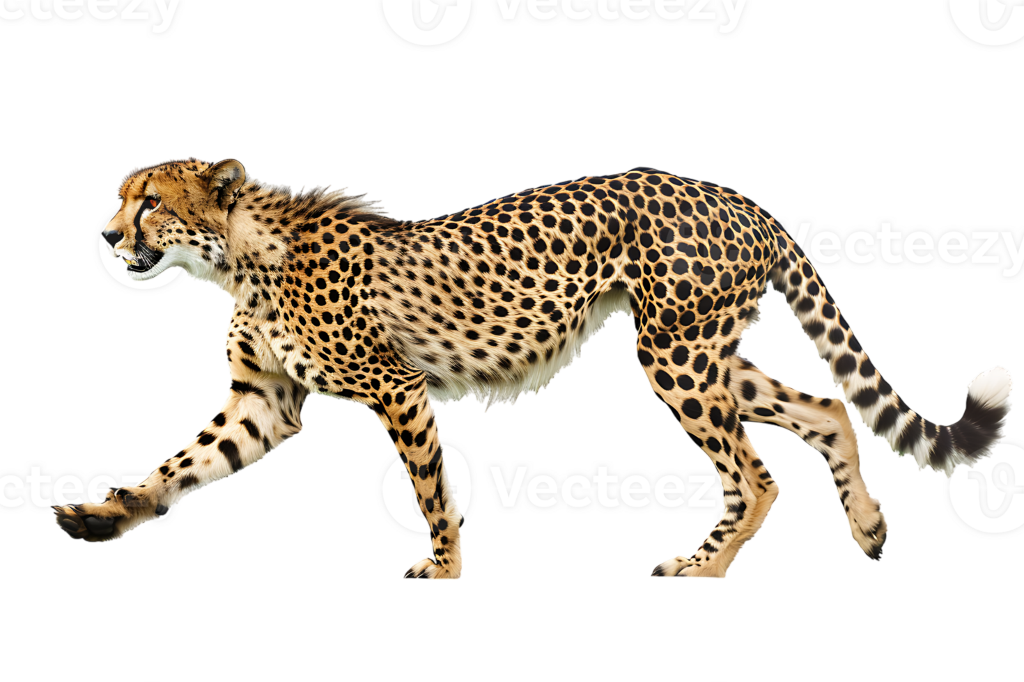 Cheetah running, side view, isolated against a transparent background png