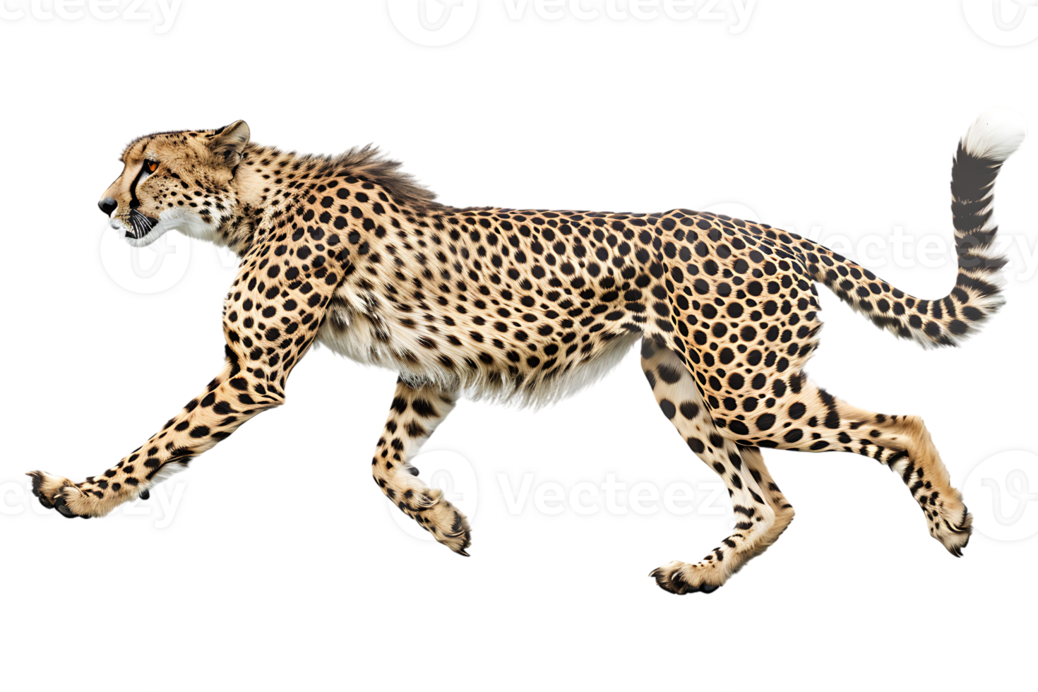 Cheetah running, side view, isolated against a transparent background png