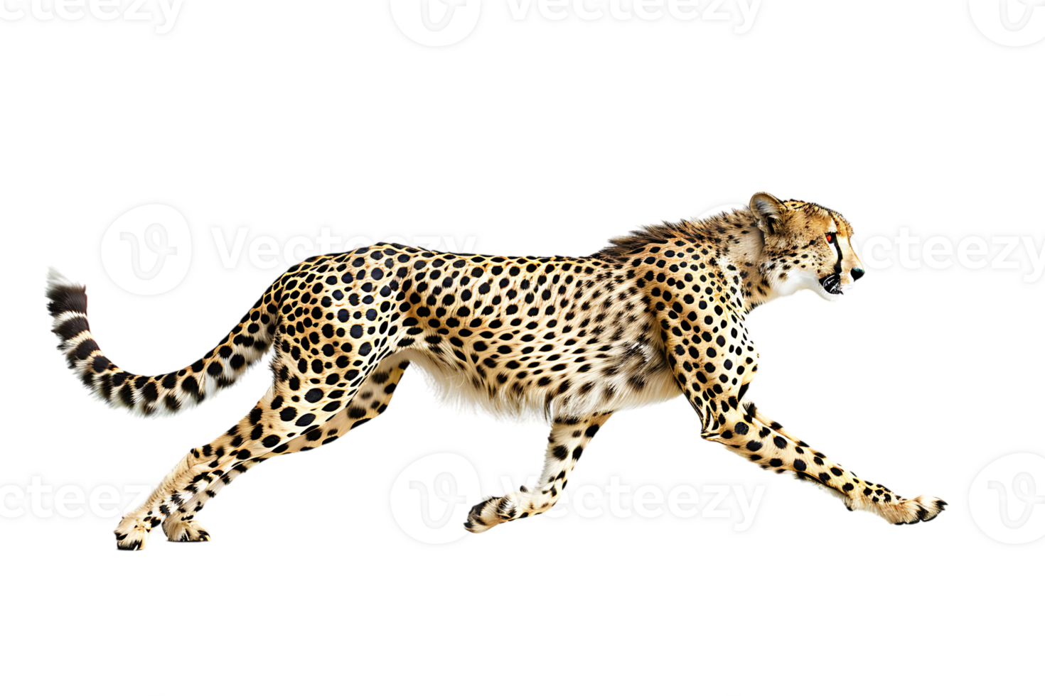 Cheetah running, side view, isolated against a transparent background png