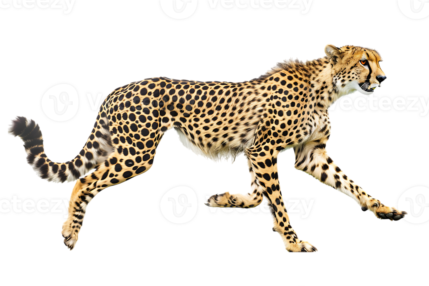 Cheetah running, side view, isolated against a transparent background png